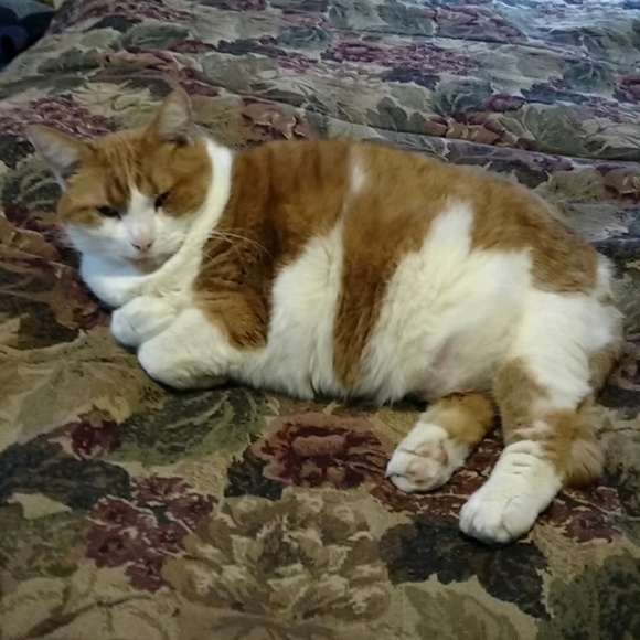 Meet your Posher, Joe - Picture 1 of 1